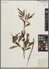Foto von Salix alba L. x Salix fragilis L.